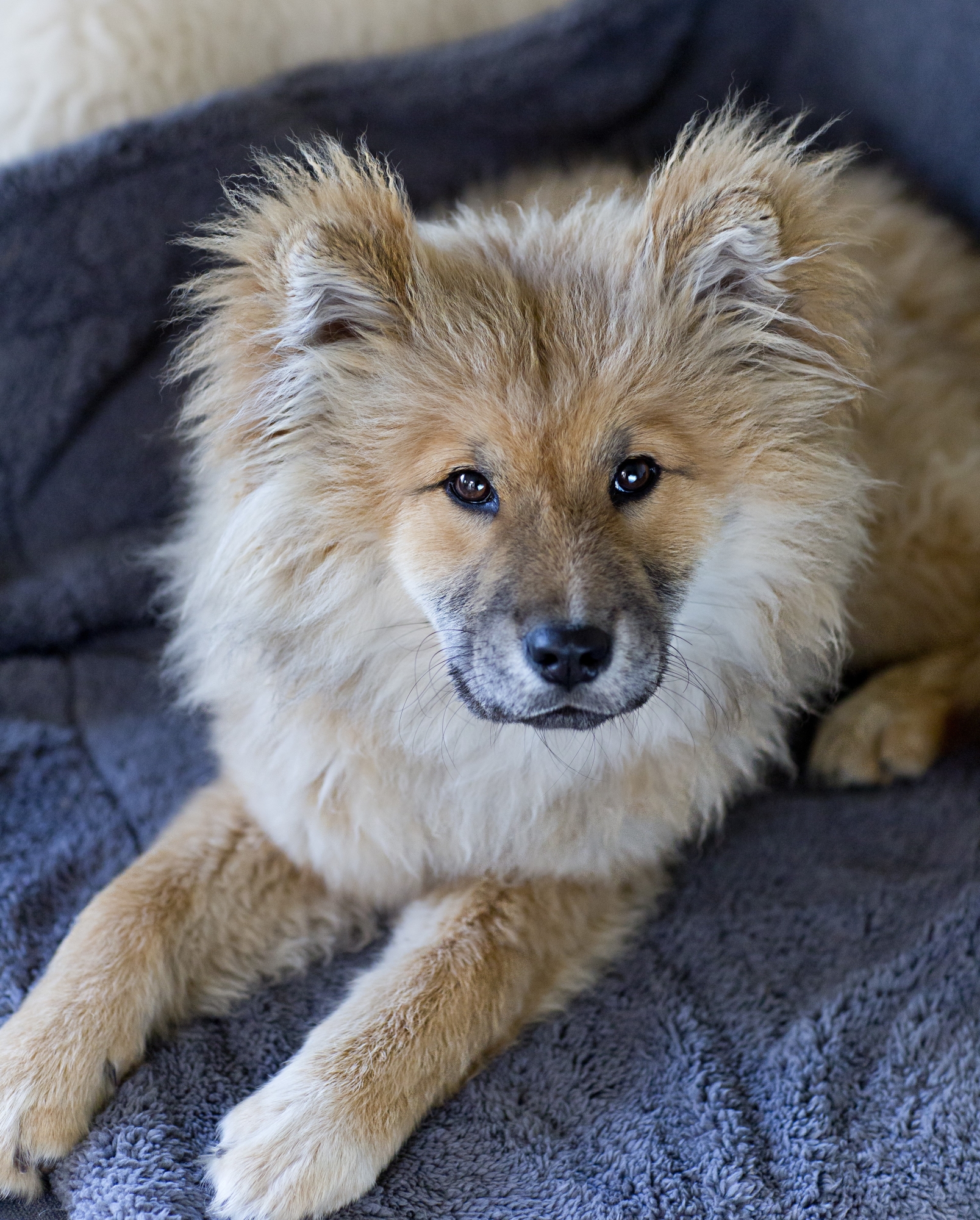 SHIINU puppytraject