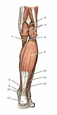 plantaris hypertonie