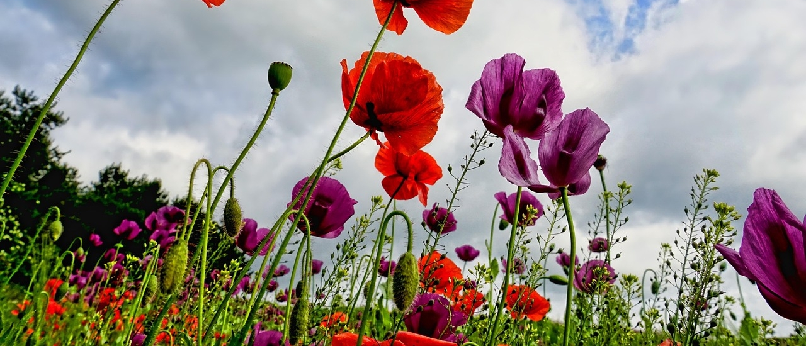 why a poppy?