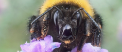 573 wetenschappers waarschuwen EU: versoepel pesticidenregels niet zonder onafhankelijk onderzoek