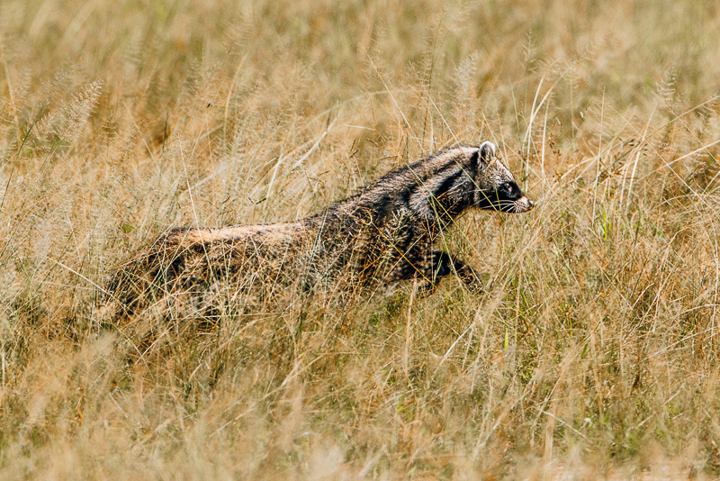 Civet bij daglicht in het Beho Beho gebied, Nyerere National Park Zeldzame waarneming van een civet bij daglicht in het Beho Beho gebied van Nyerere National Park, Zuid-Tanzania