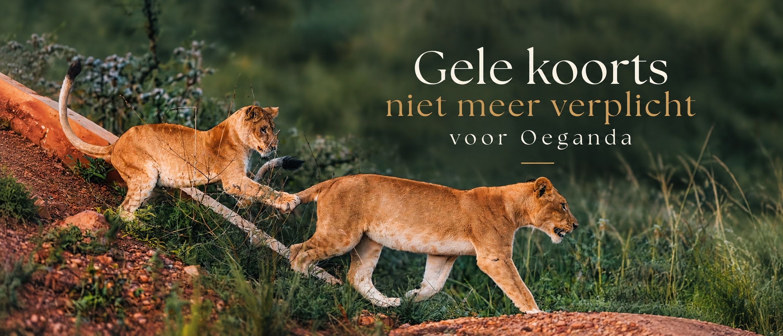 Gele koorts niet meer verplicht voor Oeganda sinds 2026