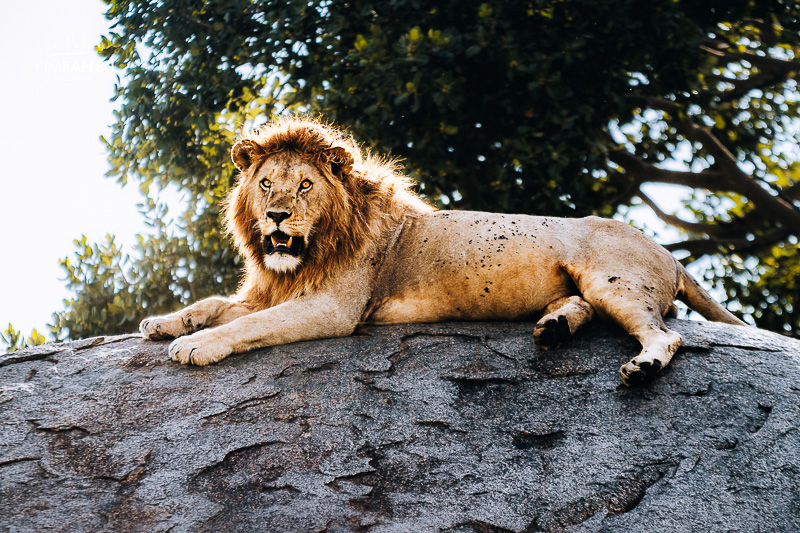 Leeuw op een kopje in de Serengeti, Tanzania Leeuw rustend op een kopje in de Serengeti tijdens een safari in Tanzania