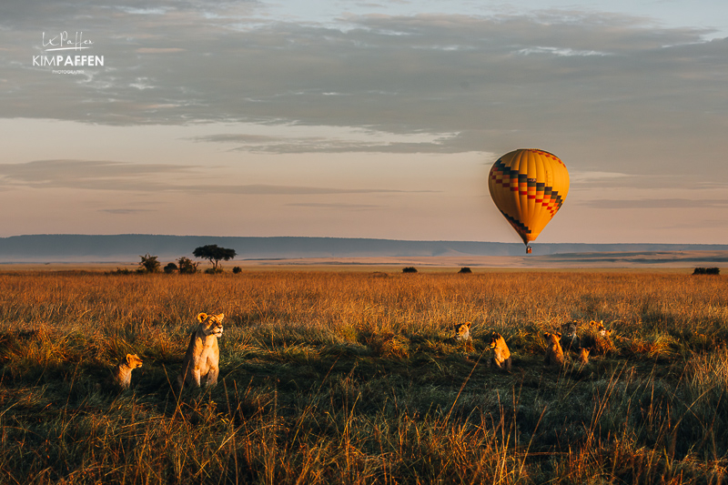 leeuwen en luchtballon met zonsopkomst in de Masai Mara tijdens een privé safari Privé safari Kenia met een leeuwen pride en luchtballonsafari in het gouden uur