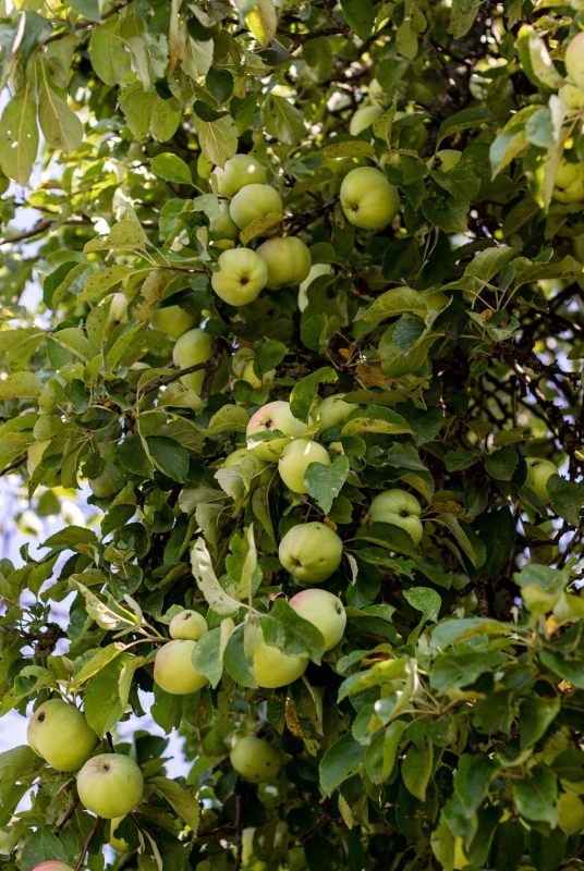 Appelboom in de tuin appelboom in de tuin