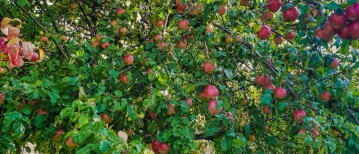 Welke bomen passen het best in een kleine tuin?