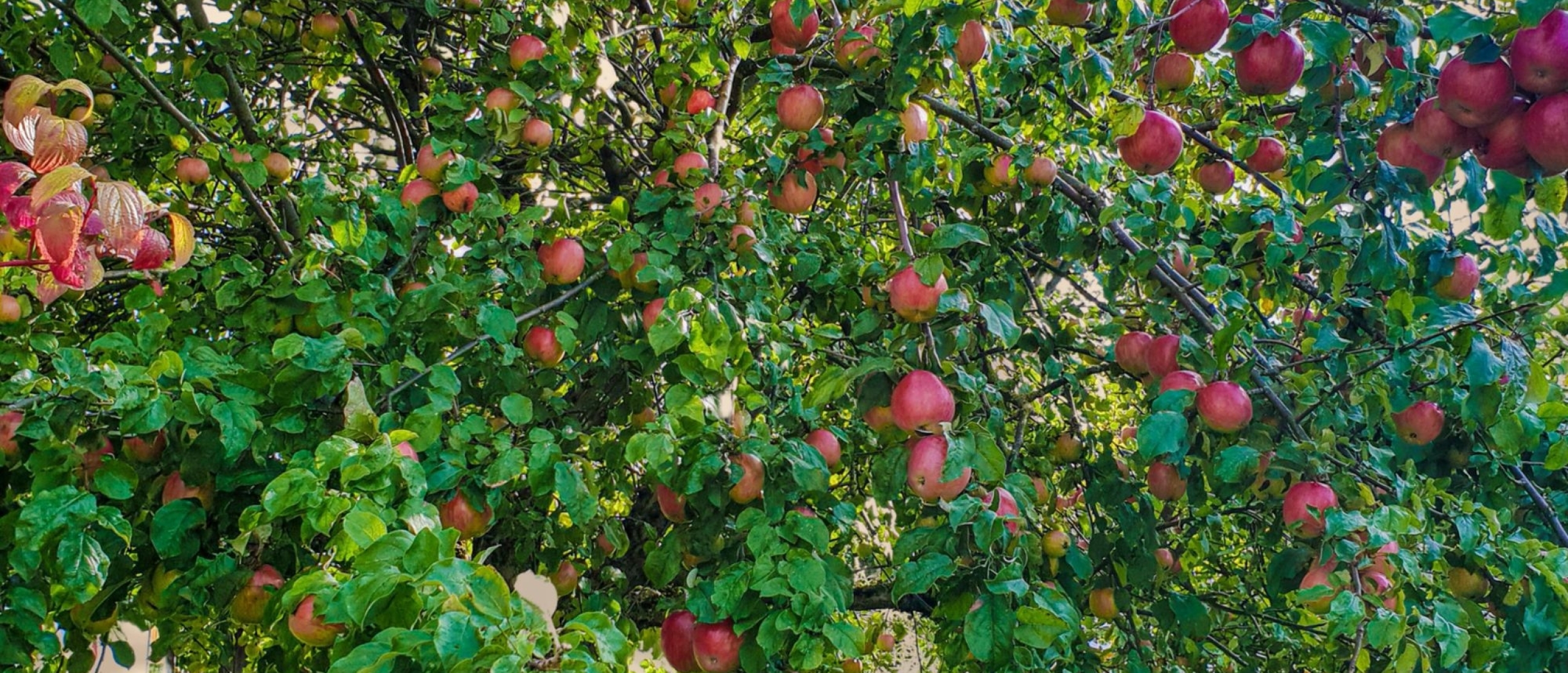 Welke bomen passen het best in een kleine tuin?