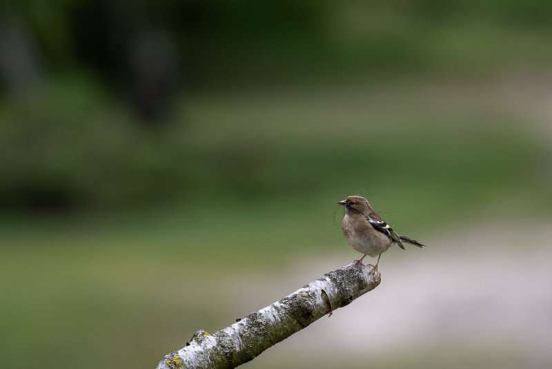 Een vink op een bemoste tak, omringd door een zachte groene achtergrond