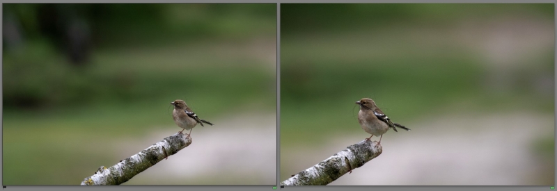 Twee foto’s van een vink op een tak naast elkaar, met verschillende hoeveelheden ruimte rondom de vogel tegen een onscherpe groene achtergrond