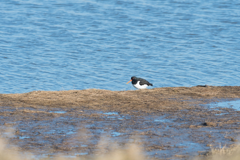 Scholekster met oranje snavel op een smalle oever, met veel blauw water boven de vogel en een onscherpe voorgrond