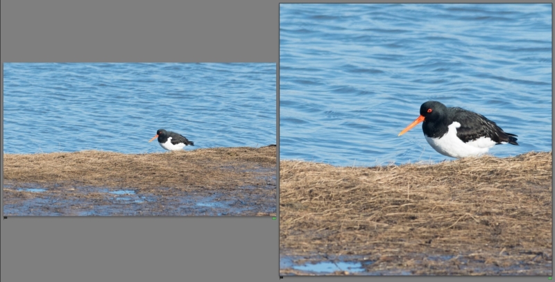 Twee foto’s van een scholekster aan de waterkant: links een ruime horizontale compositie, rechts een krappe verticale uitsnede waarin de vogel groter in beeld staat.
