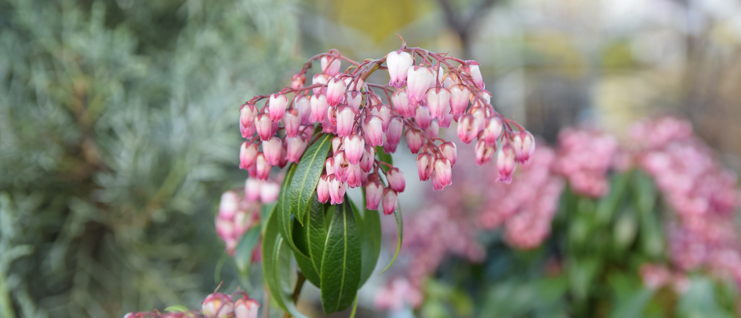 Pieris: onze vierseizoenenkampioen
