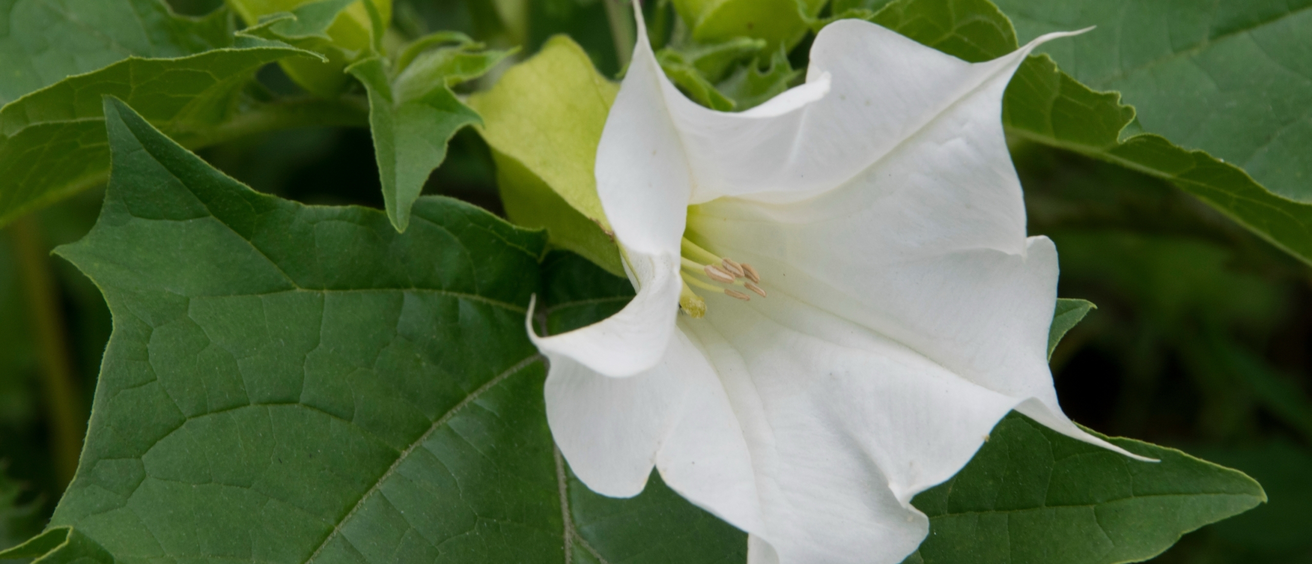 Datura stramonium