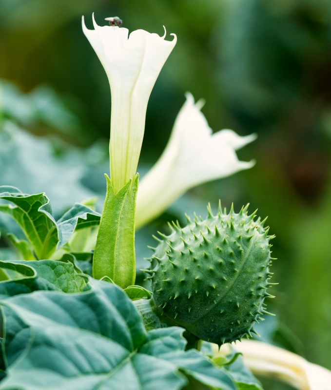 Datura stramonium