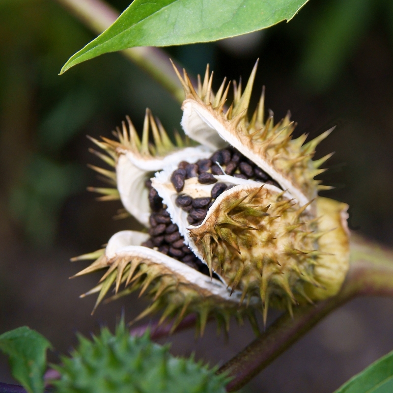 Datura stramonium