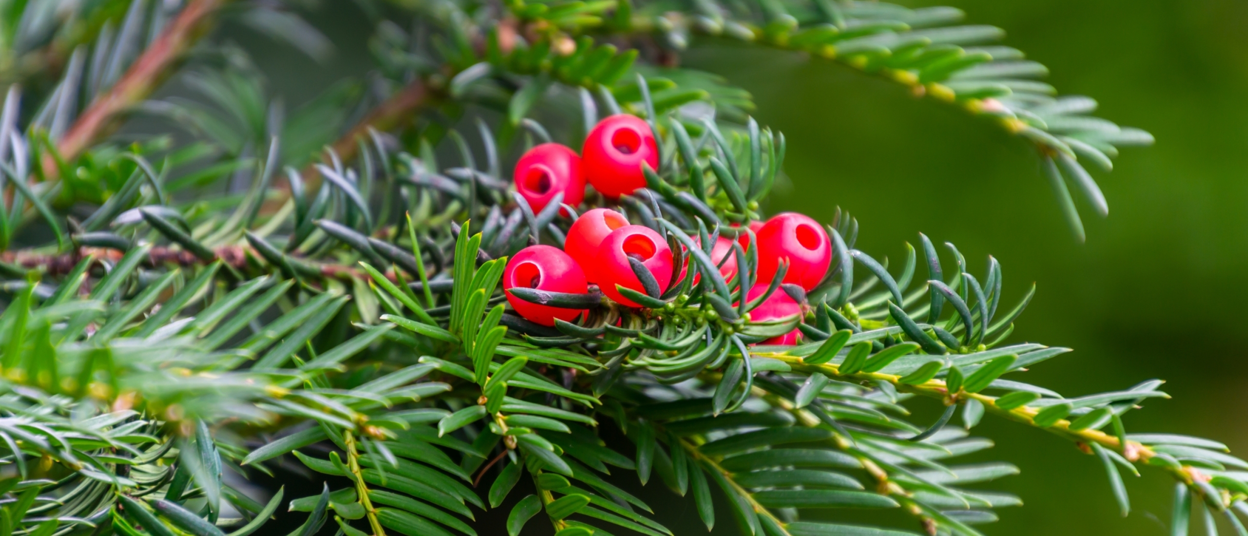 Taxus baccata
