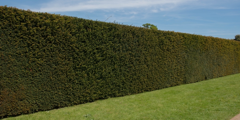 Taxus baccata Taxus baccata