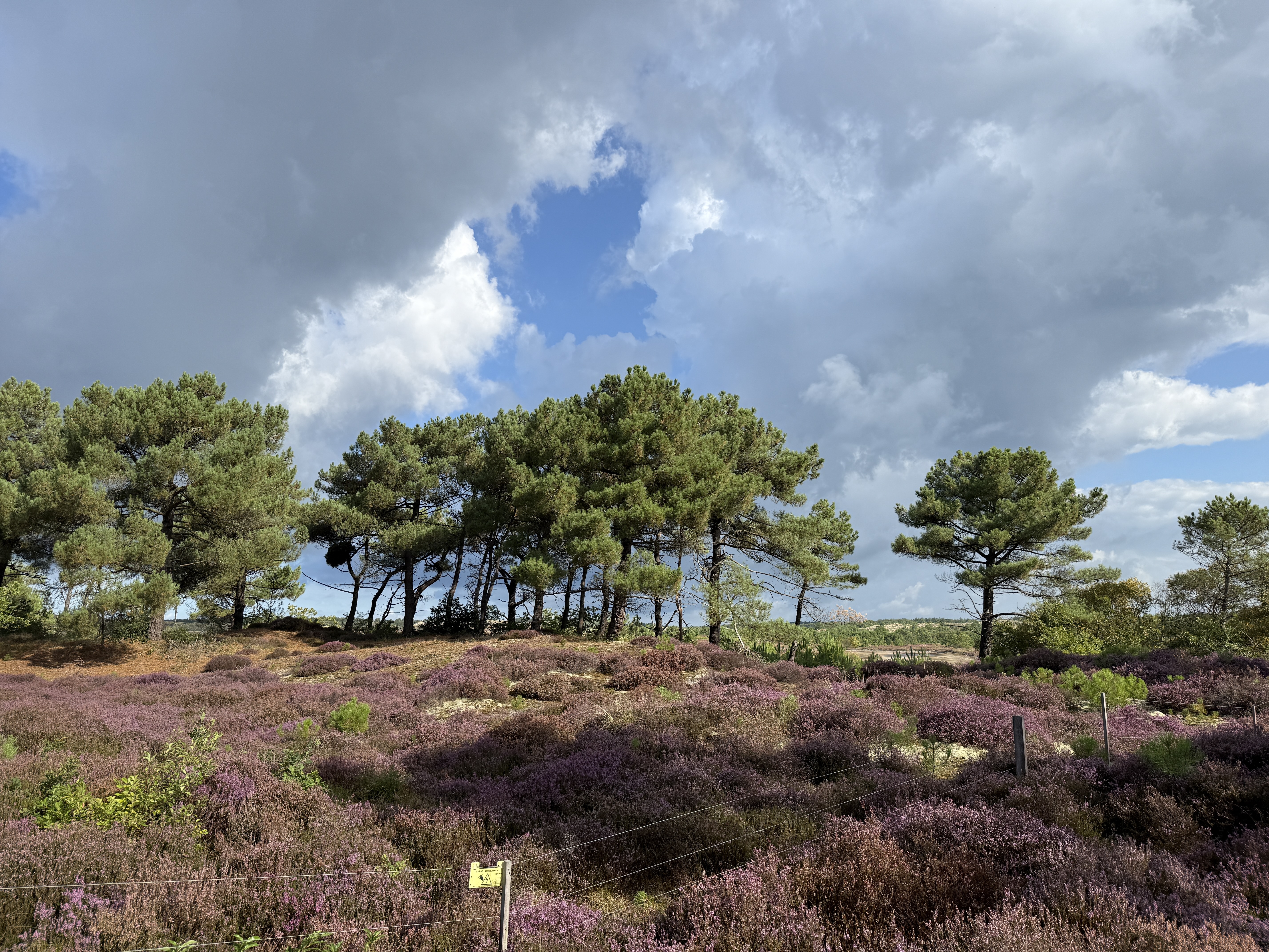 ifs-therapie-noord-holland-schoorl Schoorlse Duinen – IFS therapie in Noord-Holland
