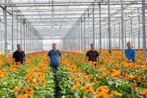 everyd flowers leden innogrowers