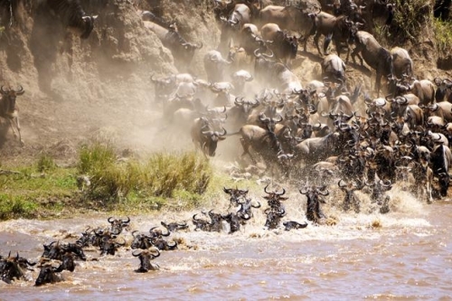 Gnoes trekken door de Serengeti in Noordelijk Tanzania.