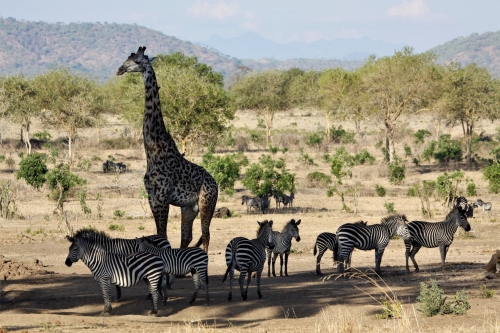 Mikumi National Park Tanzania