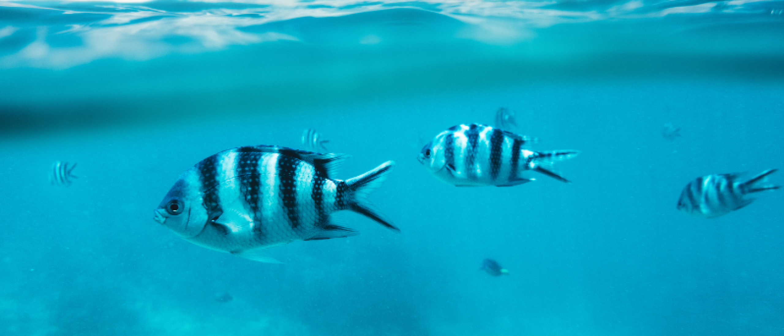 Duiken en snorkelen op Zanzibar