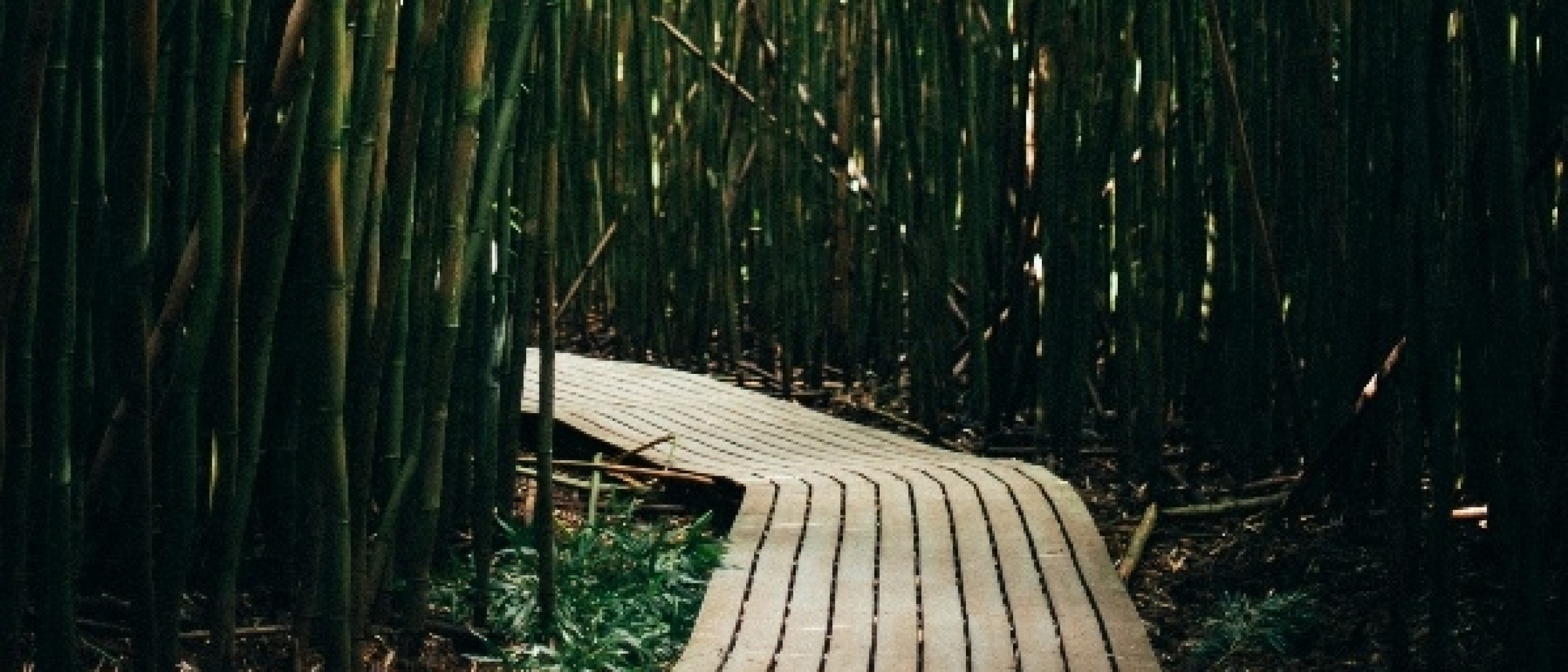 Chinese bamboe