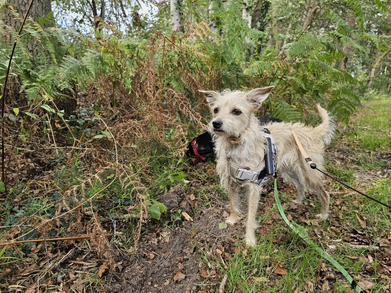 Ammerland wandelen met hond Ammerland wandelen met hond