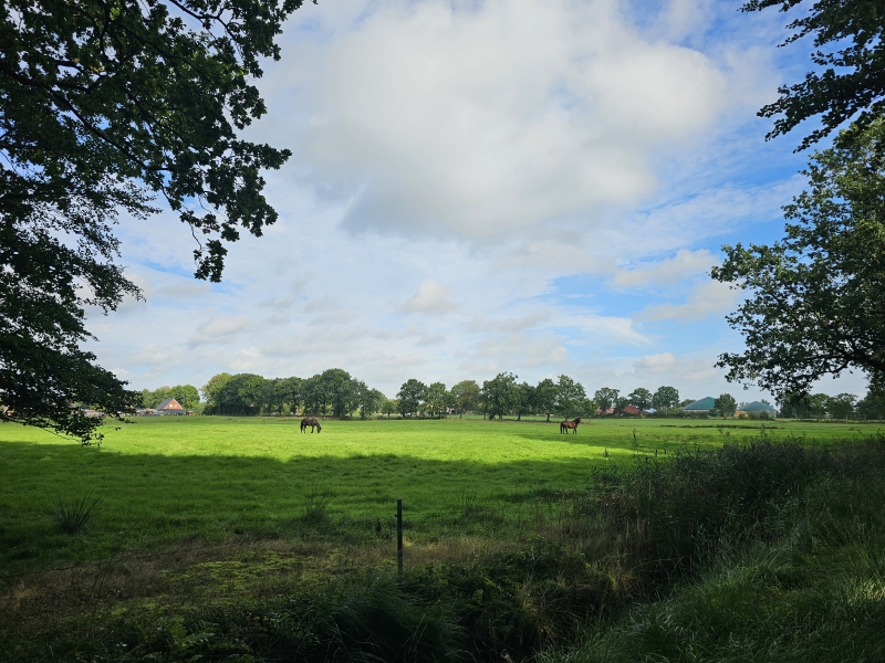 Aurich Wallinghausen wandelen met hond door het bos