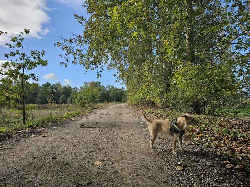 Berlare Kasteelpark wandelroute met hond Berlare Kasteelpark wandelroute met hond