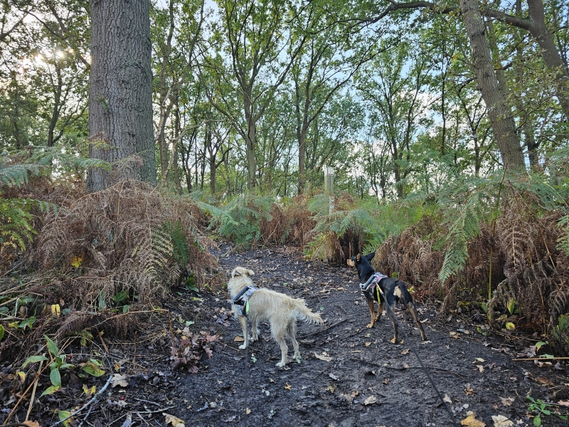 Berlare wandelen door de duinen met hond Berlare wandelen door de duinen met hond