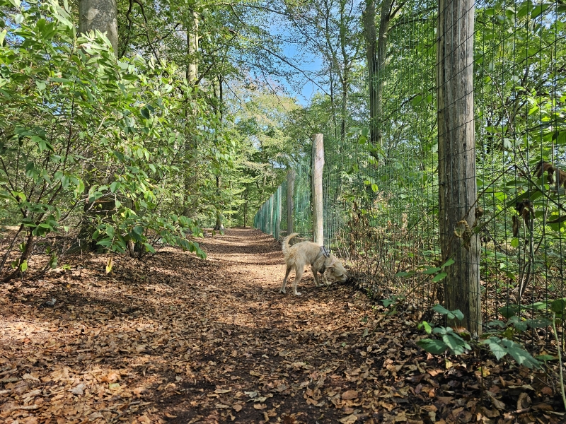 Boswachterij Staphorst wandelen met hond los Punthorst Boswachterij Staphorst wandelen met hond los Punthorst