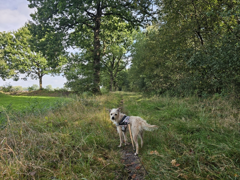 boswandeling in Aurich Wallinghauser Wald met honden