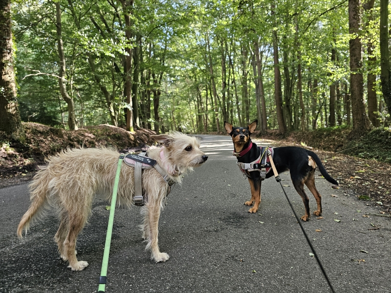 Boswandeling in Westerstede Ammerland met hond Boswandeling in Westerstede Ammerland met hond