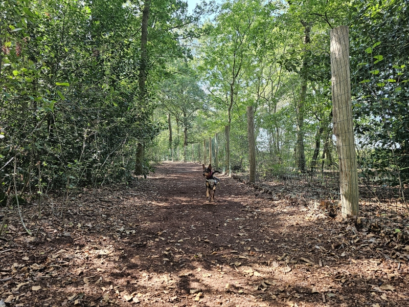 Boswandeling loslopen hond Hondenspeelbos Punthorst in Staphorst Overijssel Boswandeling loslopen hond Hondenspeelbos Punthorst in Staphorst Overijssel