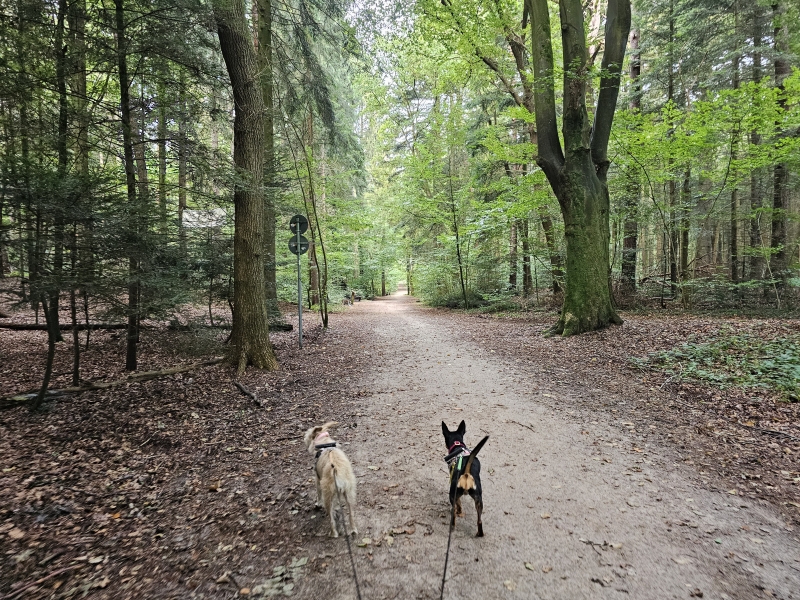Boswandeling Wallinghausen in Aurich met hond