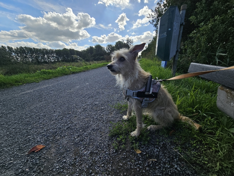 De Stekense Vaart wandeling met hond De Stekense Vaart wandeling met hond
