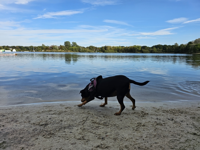 Hond loslopen strand Badesee Tannenhausen Aurich