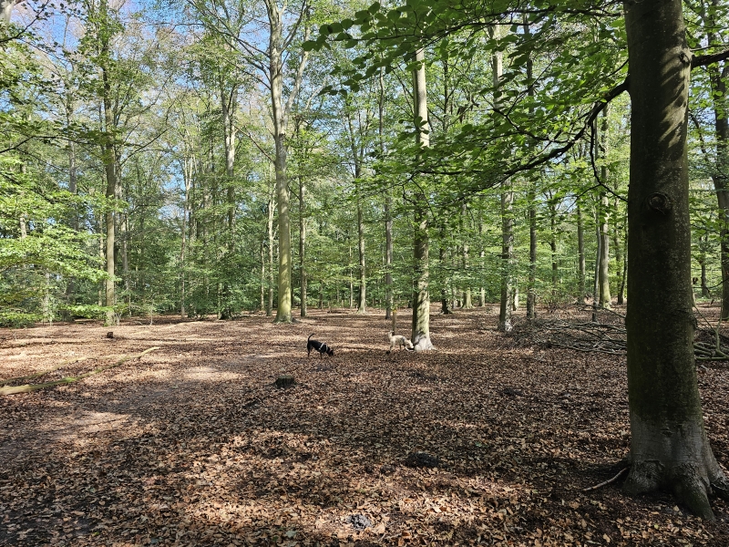 hondenspeelbos Punthorst hondenspeelbos Punthorst