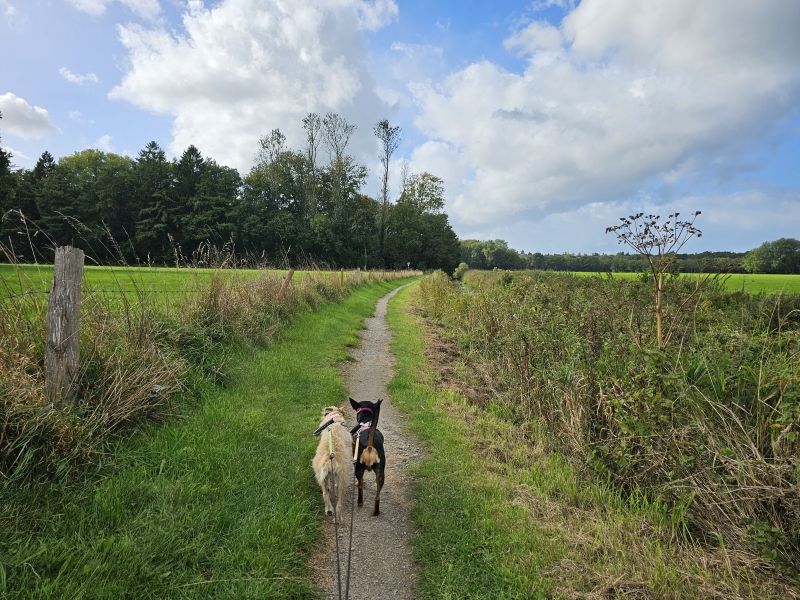 Howieker watermolen wandelroute met hond in Westerstede Howieker watermolen wandelroute met hond in Westerstede