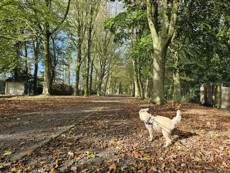 Kasteeldreef in Berlare wandelen met hond Kasteeldreef in Berlare wandelen met hond