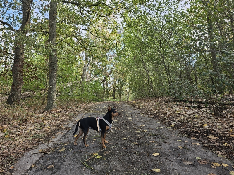 Kasteelpark wandelroute in Berlare met hond Kasteelpark wandelroute in Berlare met hond