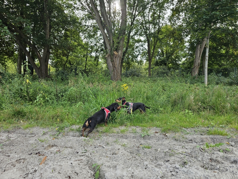 Loslopen strand Tannenhausen Aurich