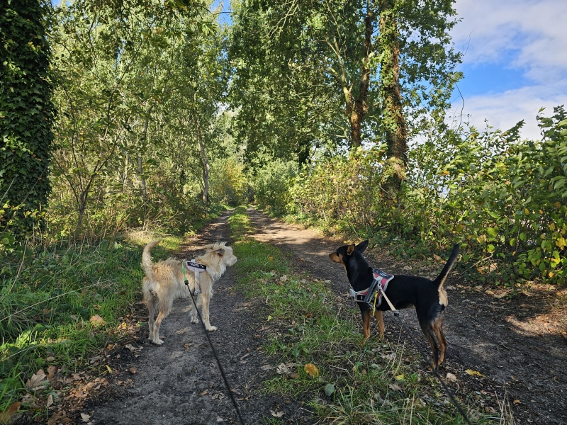 Natuurgebied 't Stampkot in Berlare met hond Natuurgebied 't Stampkot in Berlare met hond