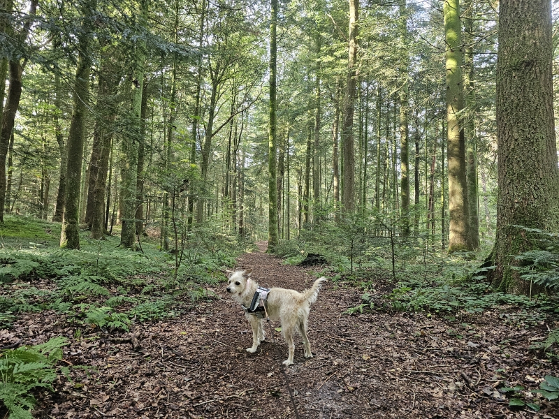 Natuurwandeling Wallinghauser Wald Aurich