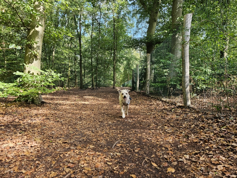 Punthorst Hondenspeelbos loslopen Punthorst Hondenspeelbos loslopen