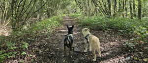 Wandeling door de Fondatie van Boudeloo in Stekene
