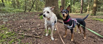 Wallinghauser Wald: een mooie boswandeling in Aurich