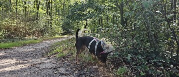 Loslopen in het hondenspeelbos Punthorst in Staphorst