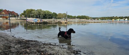 Loslopen op het hondenstrand: Badesee Tannenhausen in Aurich